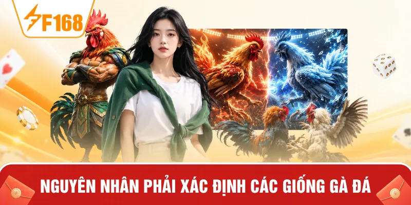 Nguyên nhân phải xác định các giống gà đá